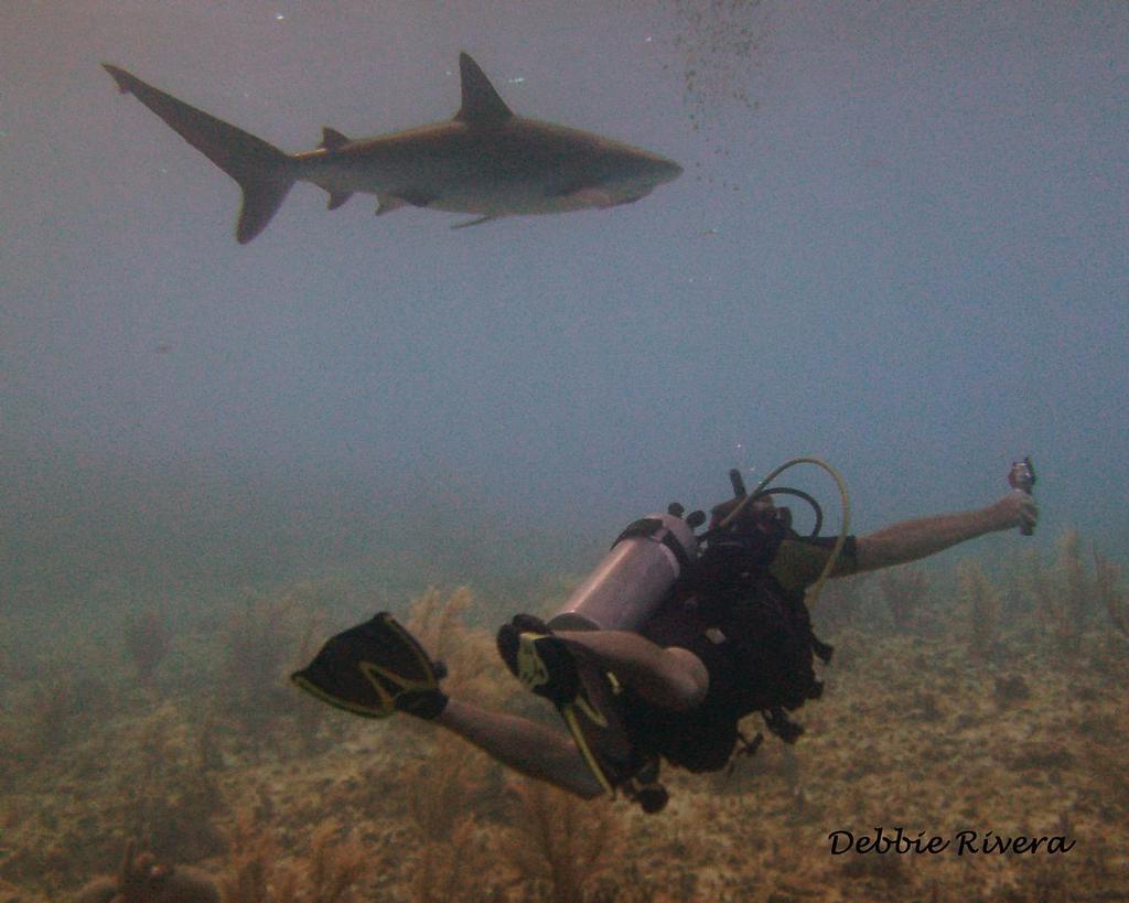 Vet Encounters Shark © Debbie Rivera